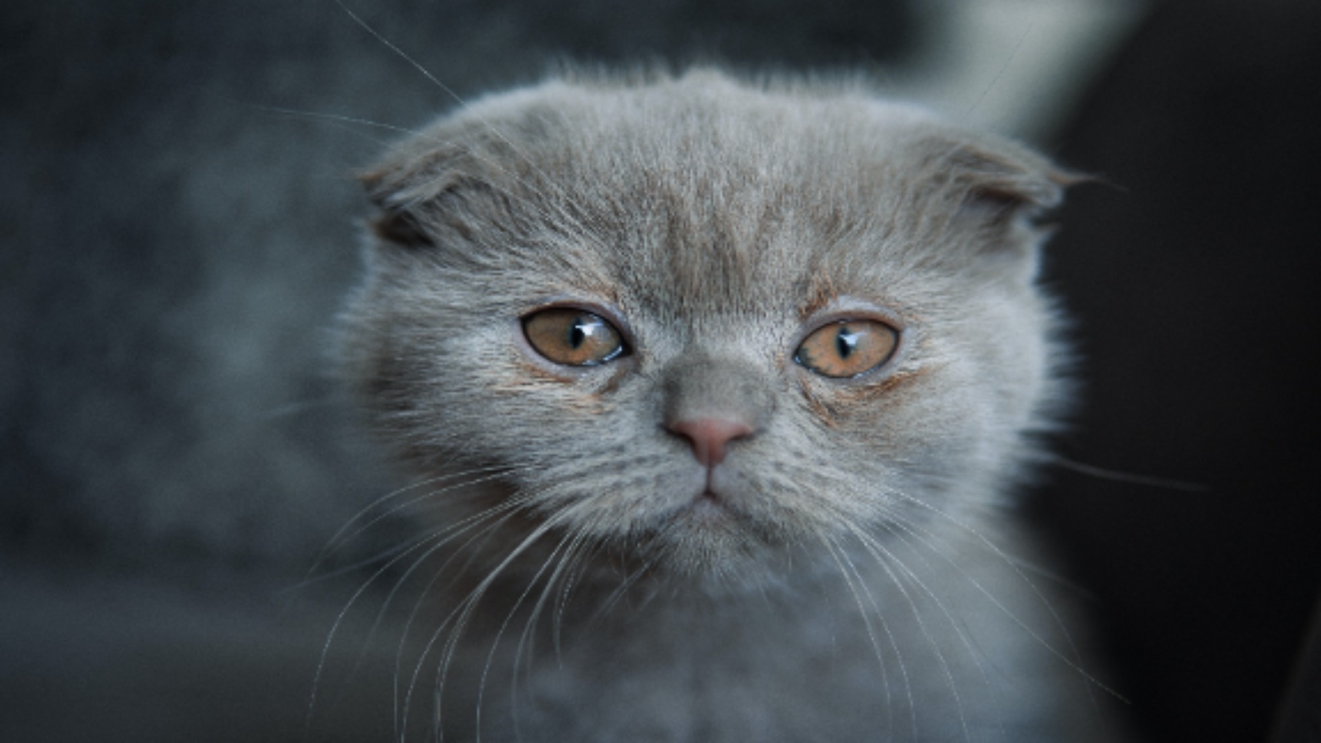 富贵感十足的猫猫（1）
