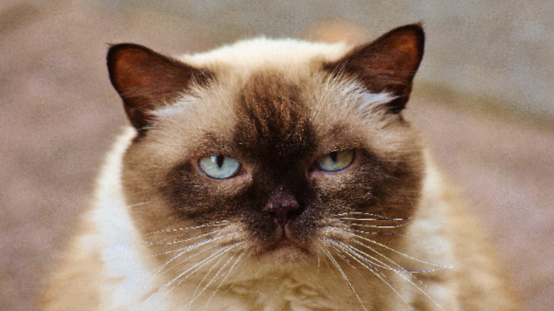 富贵感十足的猫猫（2）