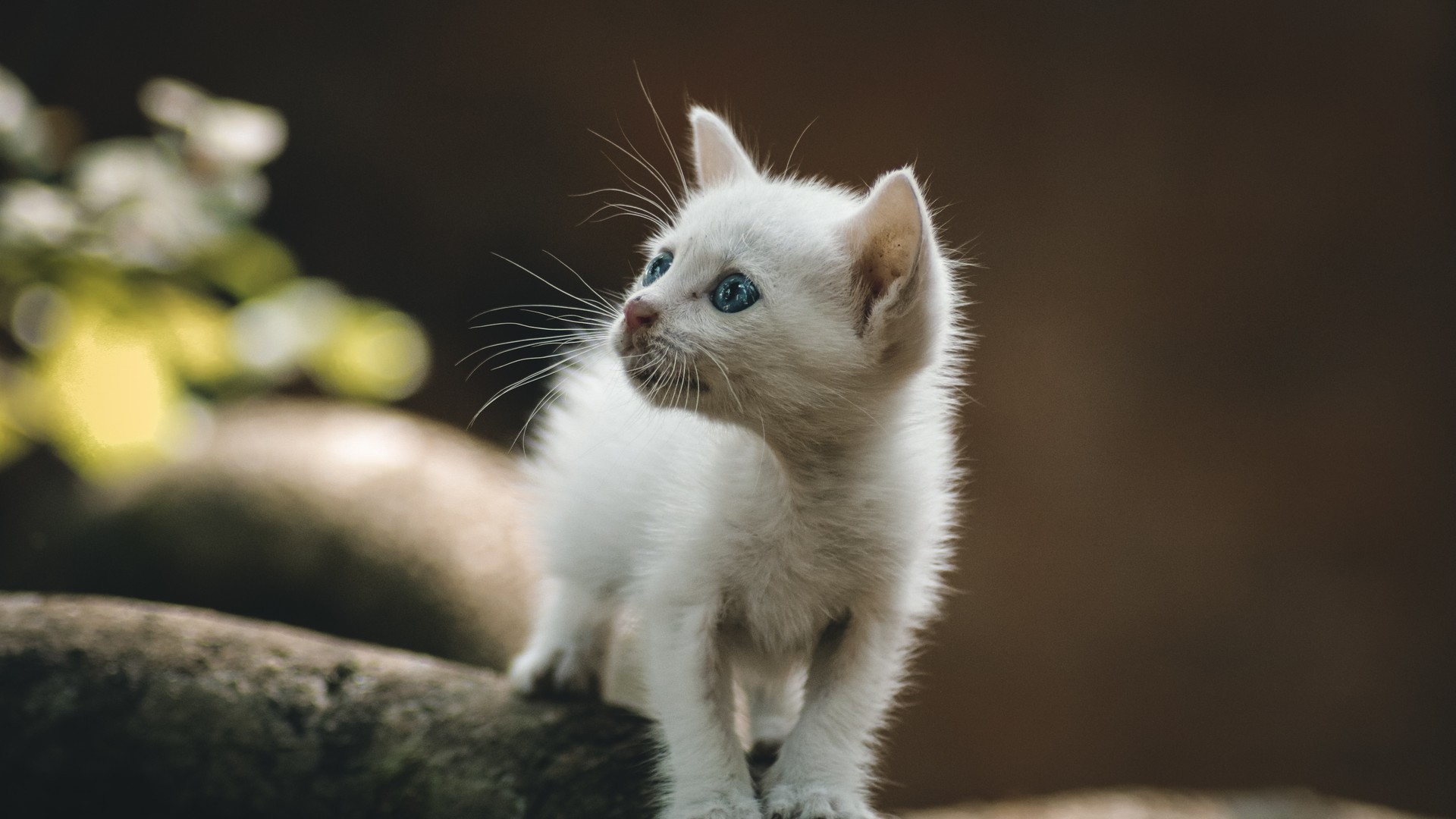 超级萌萌的小猫咪（2）
