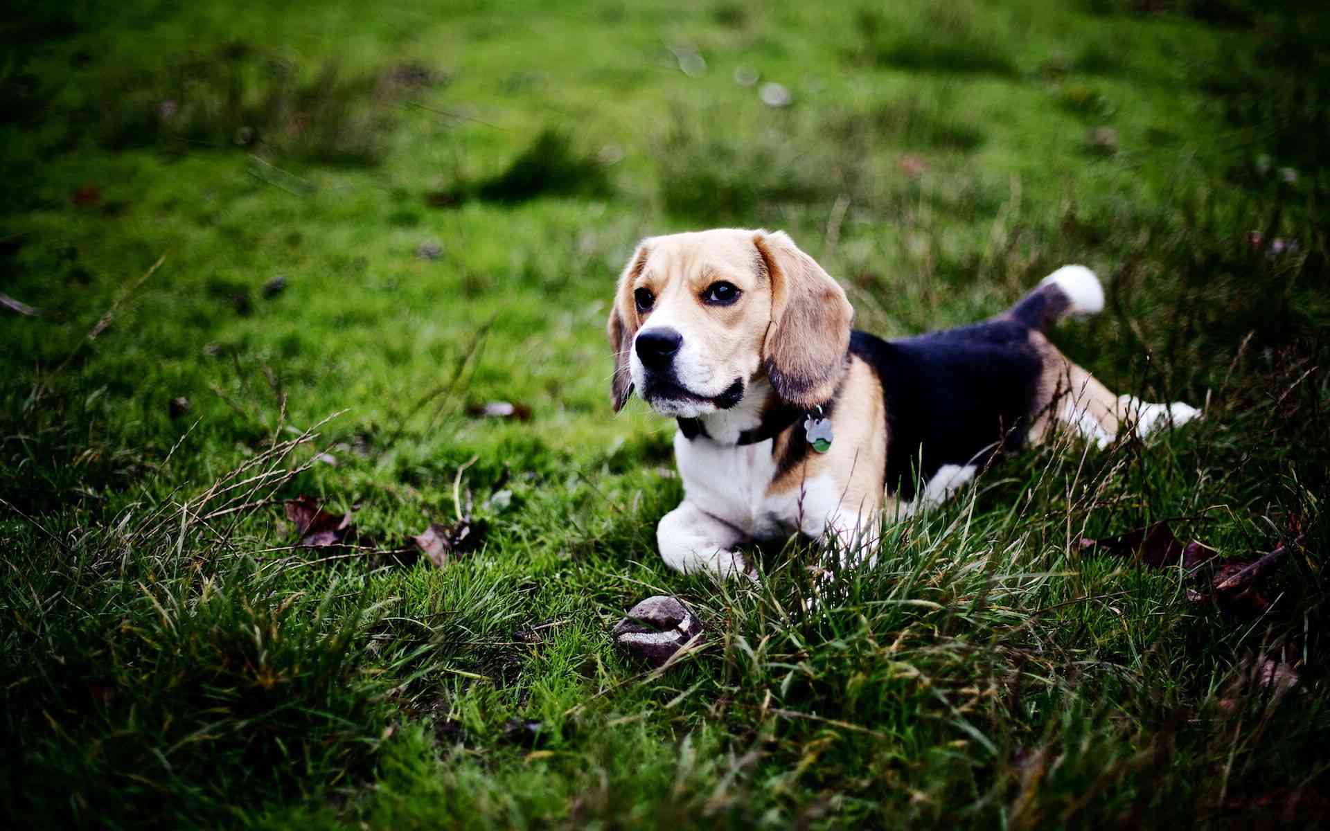 可爱狗狗比格犬高清图片（1）