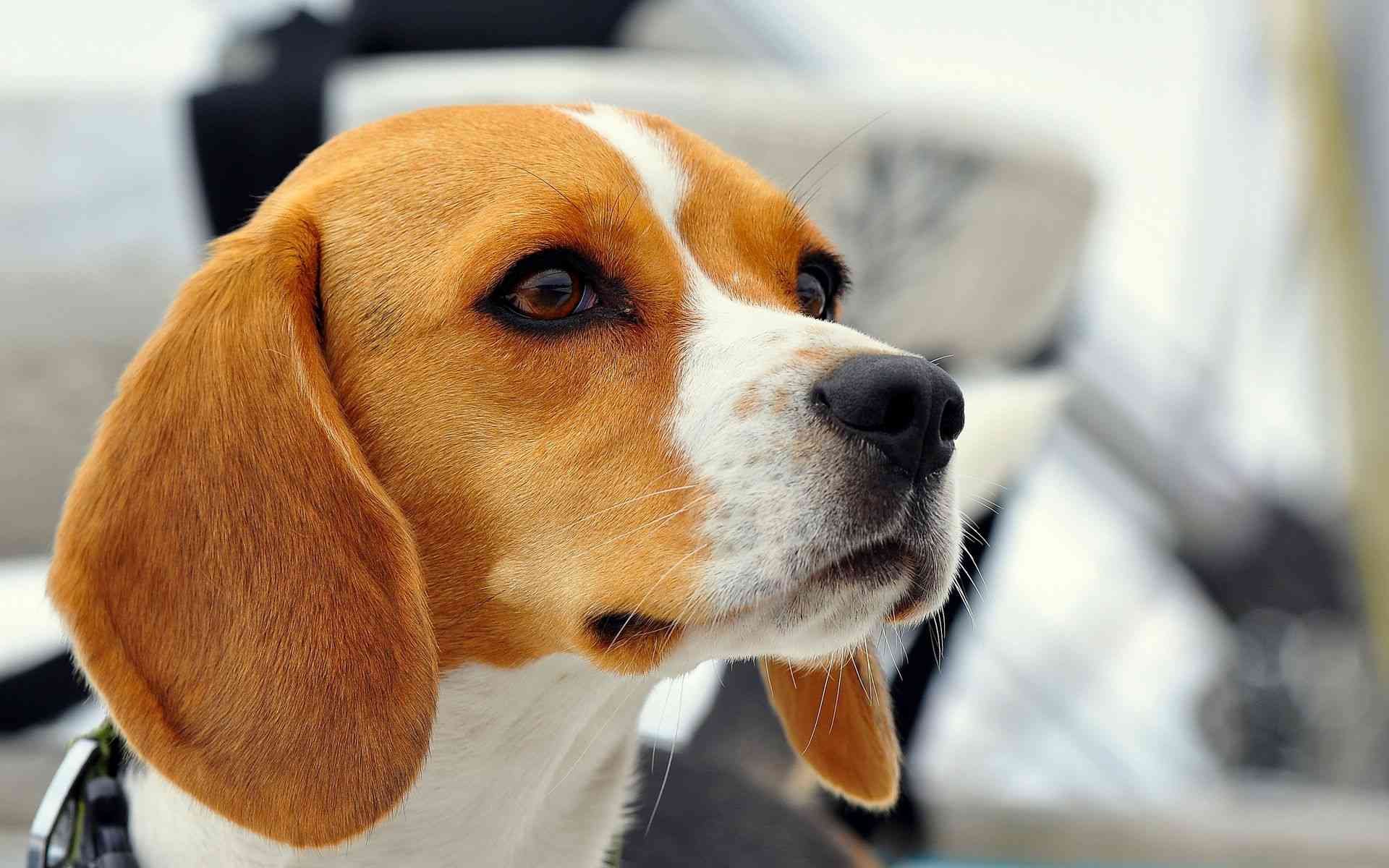 可爱狗狗比格犬高清图片（2）