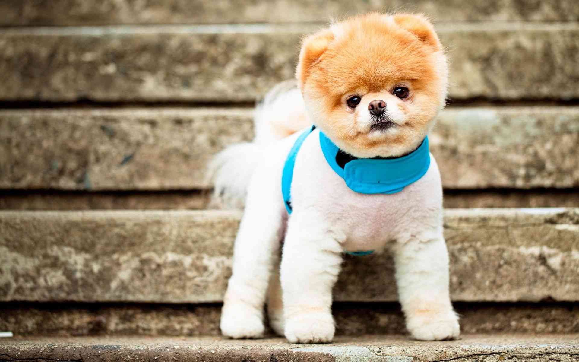 可爱的博美犬（2）