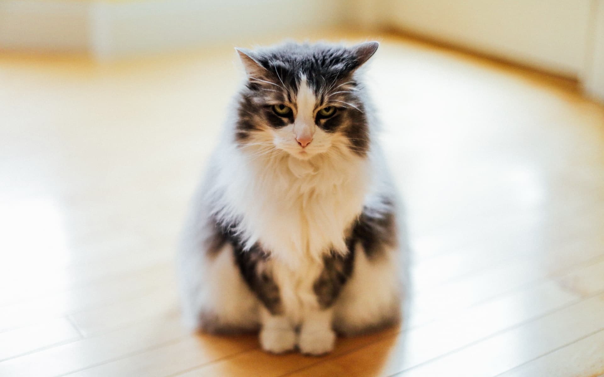 蓬松的小猫图片（2）