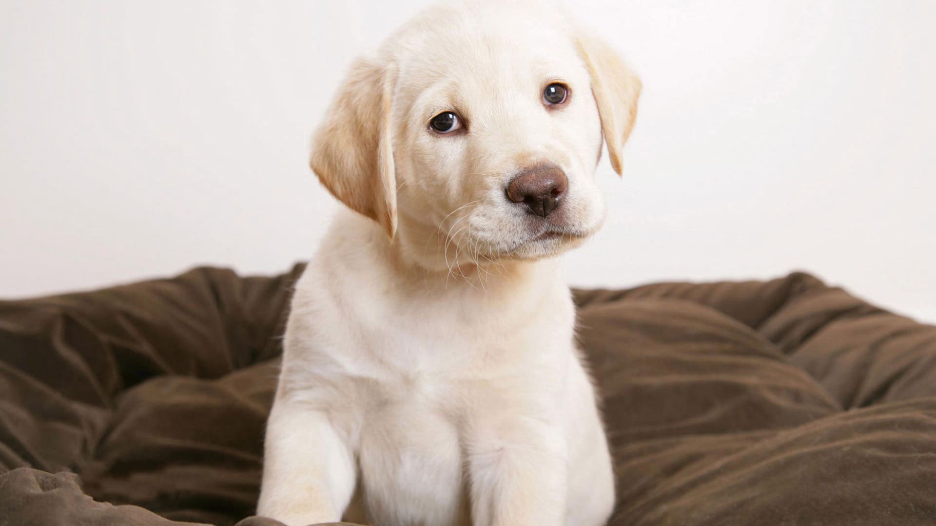 拉布拉多犬纯种狗狗电脑桌面壁纸（1）