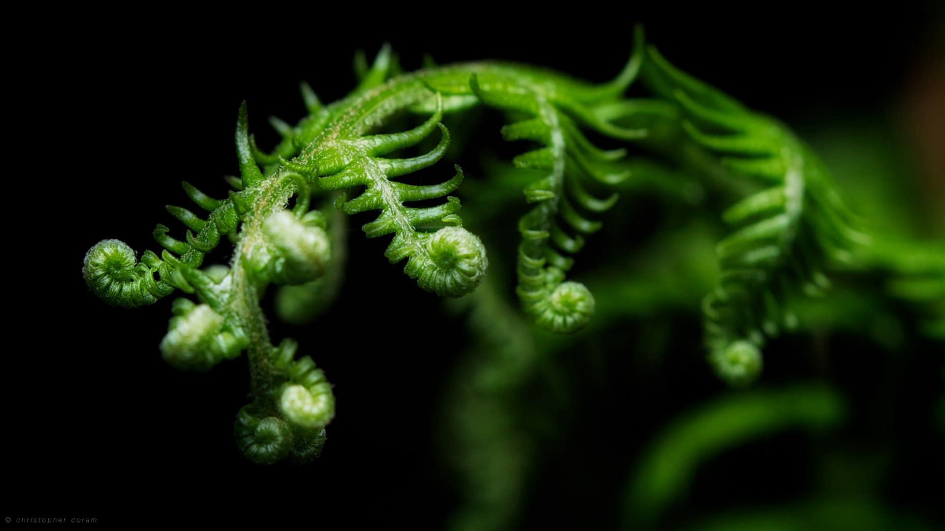 绿色护眼植物高清电脑桌面壁纸
