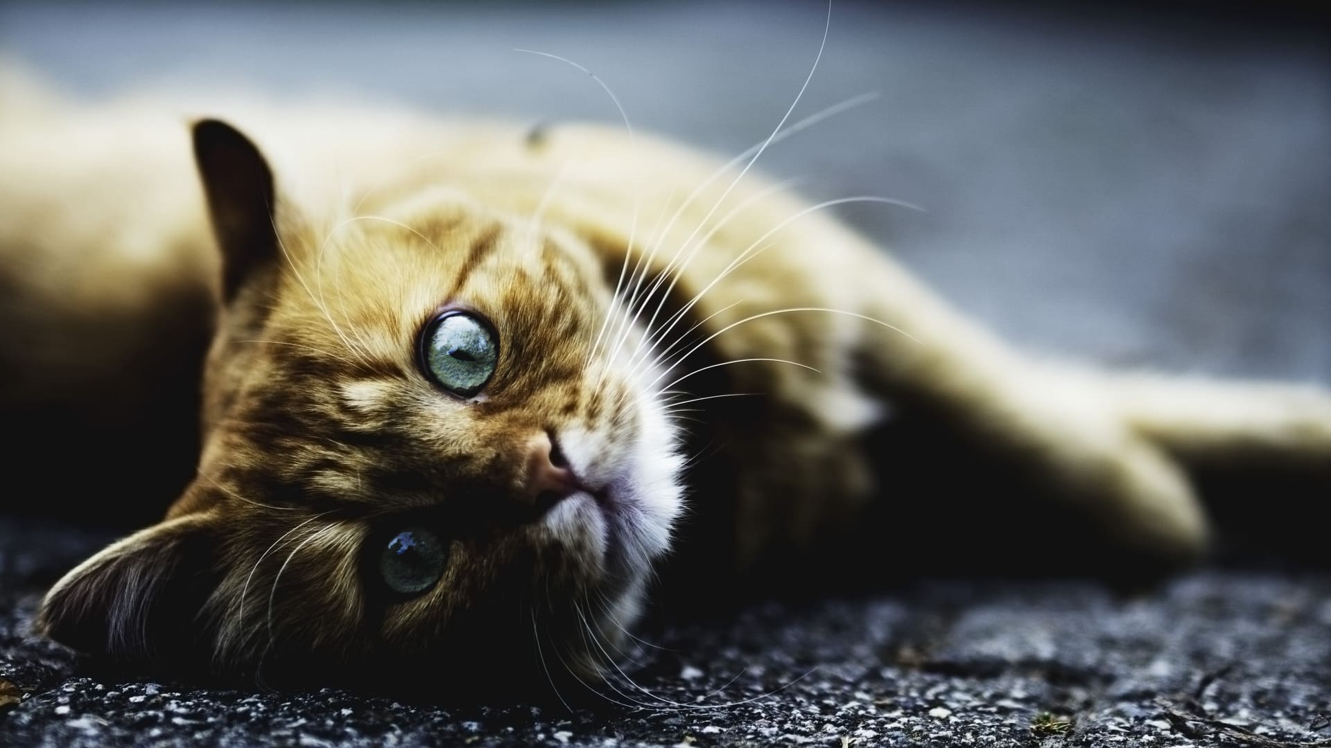 高清萌宠小猫咪图片壁纸（1）