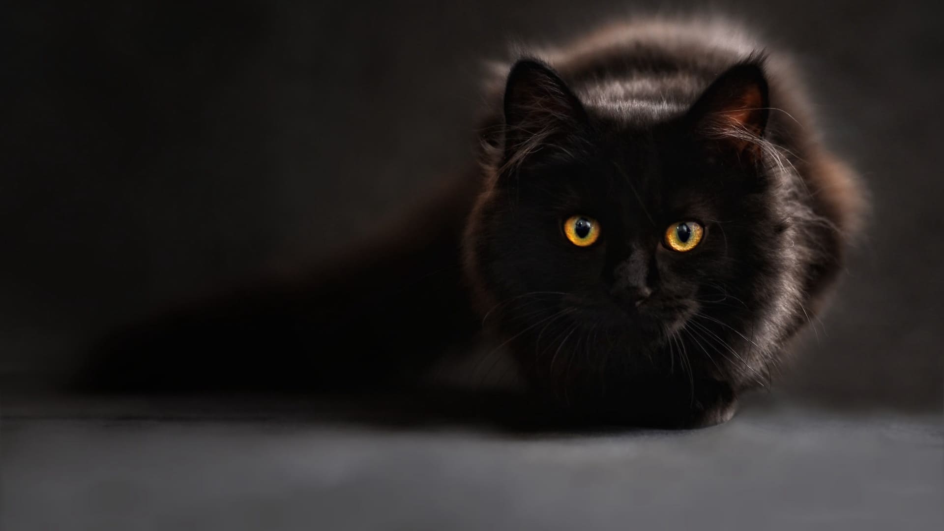乖巧可爱的小猫咪图片壁纸（3）