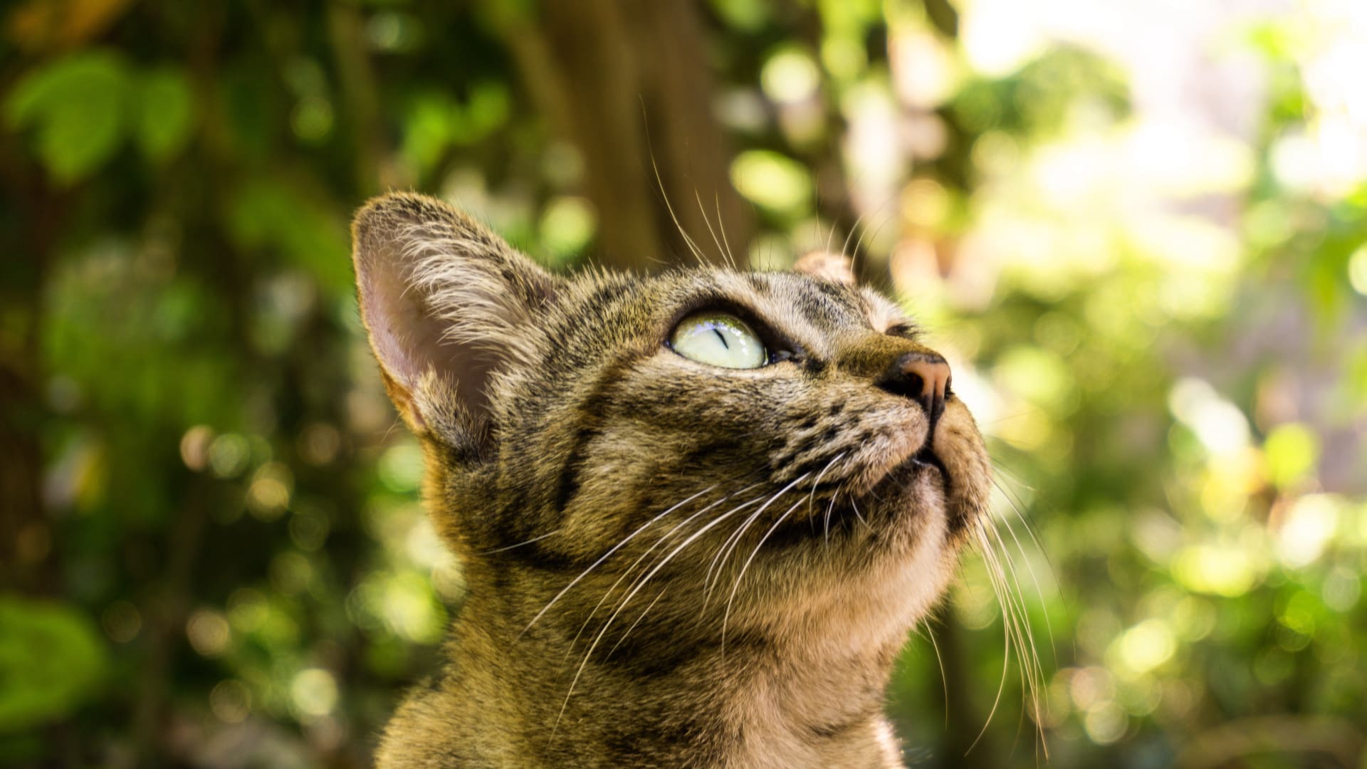 春日可爱猫咪图片壁纸（2）