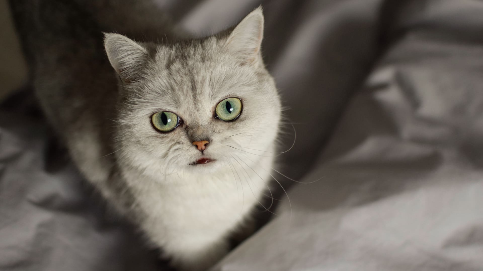 春日可爱猫咪图片壁纸（3）