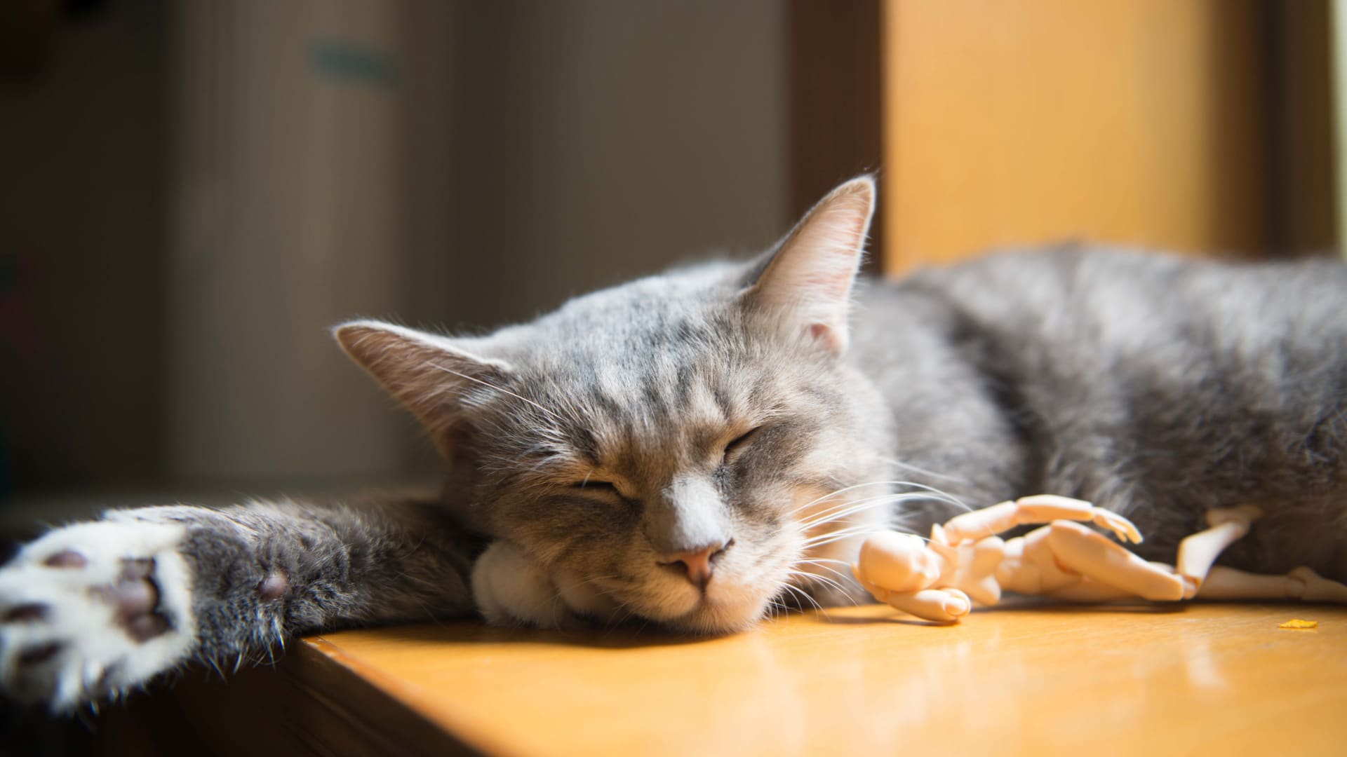 睡觉的小猫图片图片壁纸（1）
