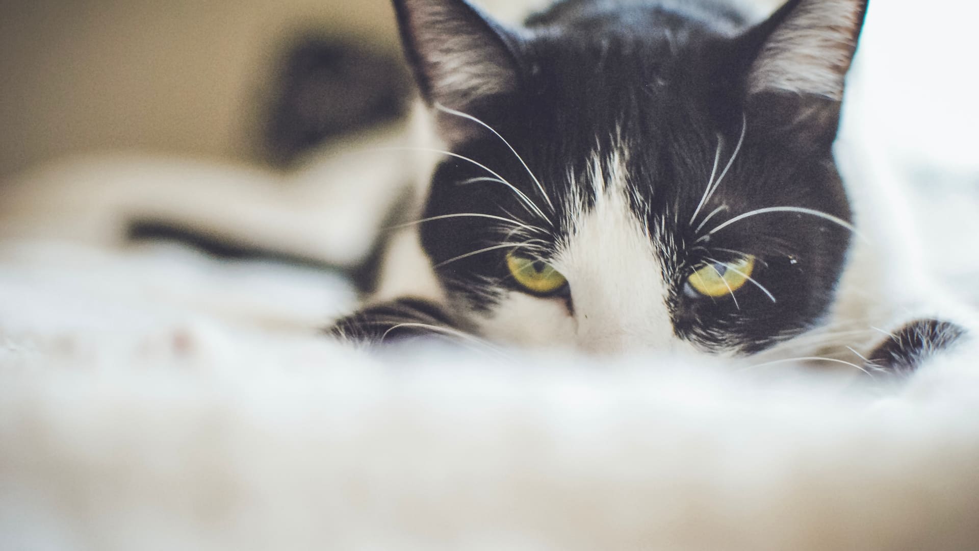 卖萌的小猫咪图片壁纸（1）