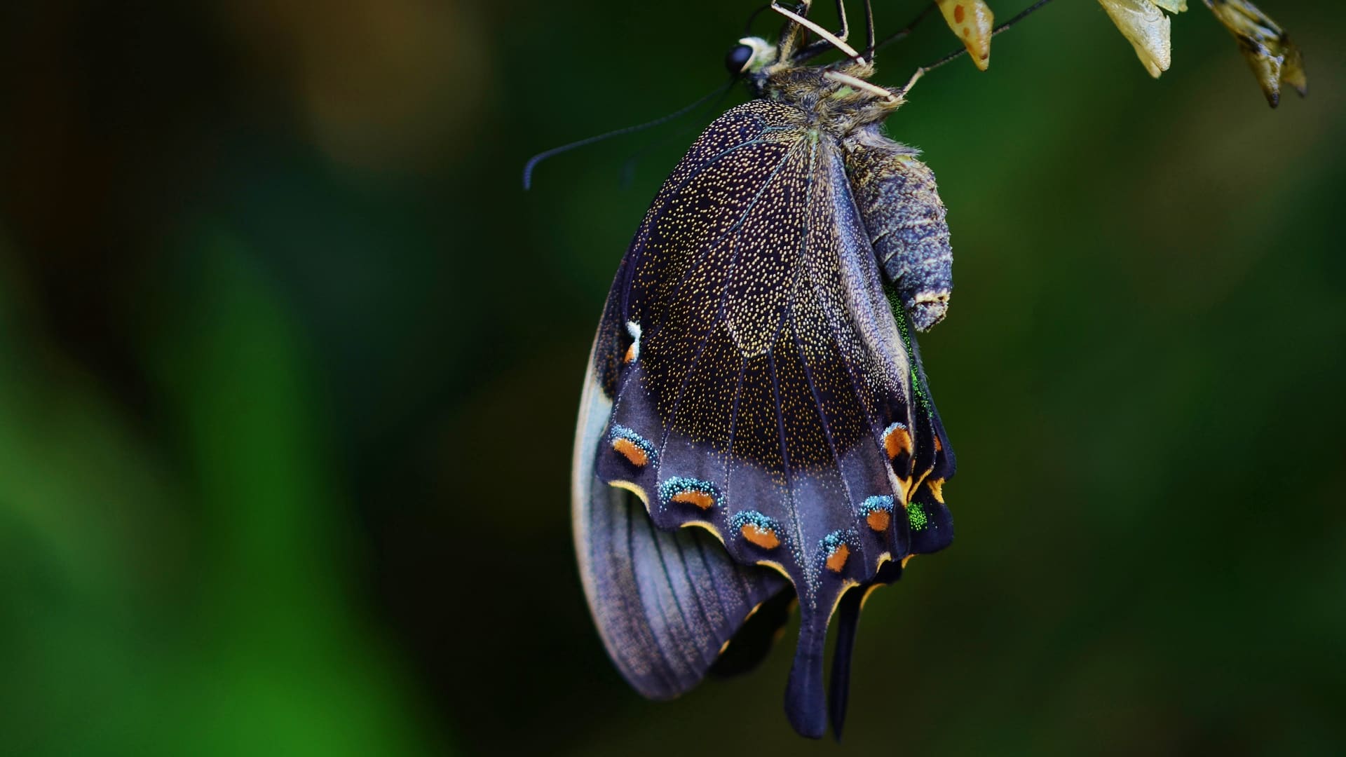 最稀蝴蝶高清图片壁纸（1）