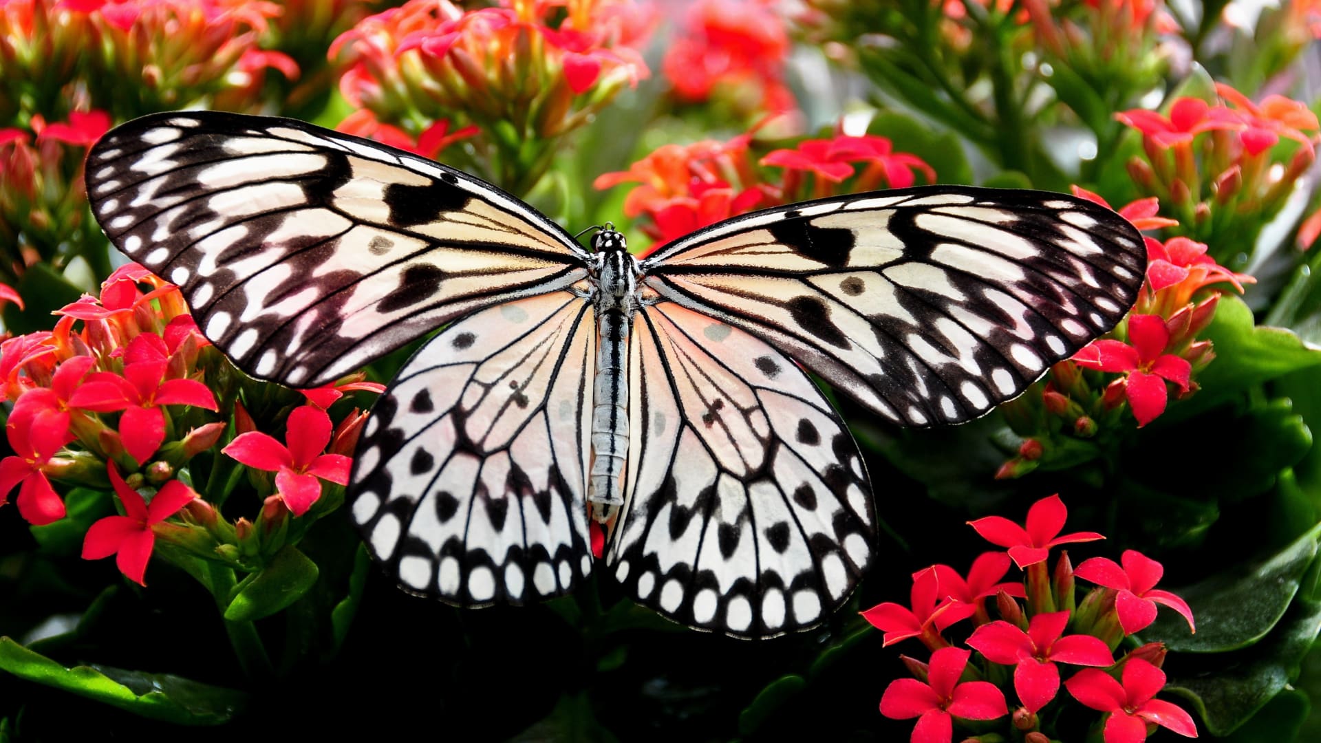 最稀蝴蝶高清图片壁纸（2）