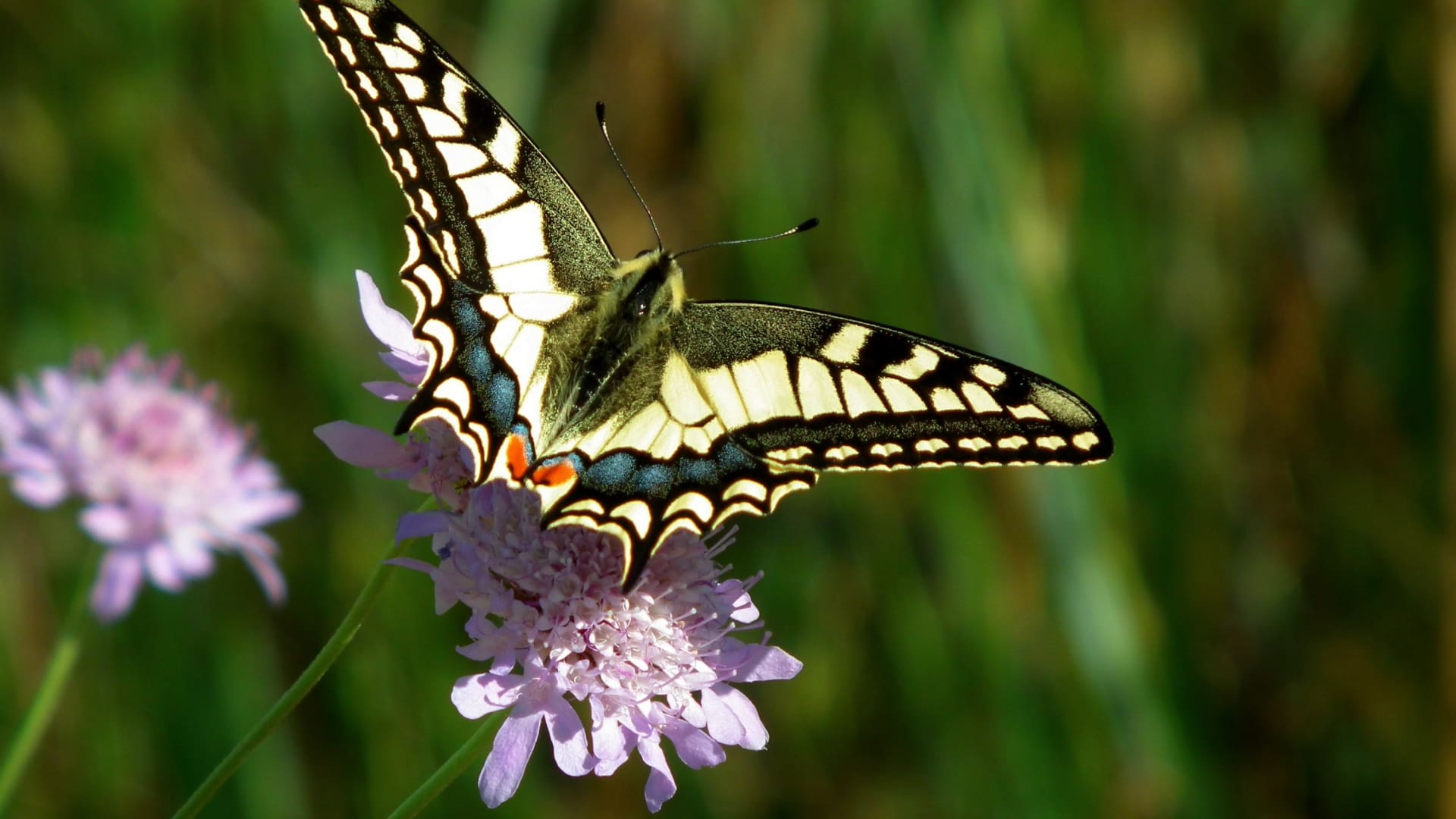 最稀蝴蝶高清图片壁纸（3）