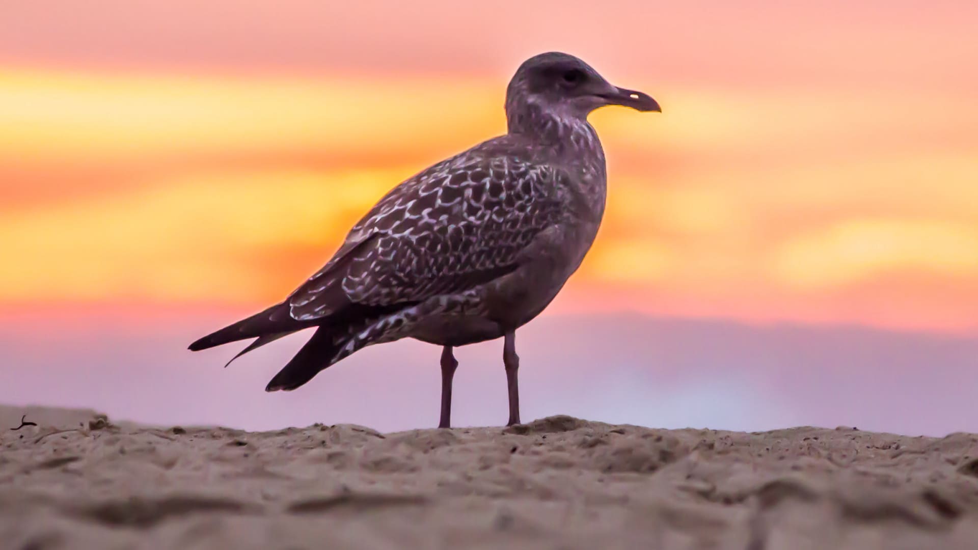 唯美可爱的小鸟图片壁纸（2）