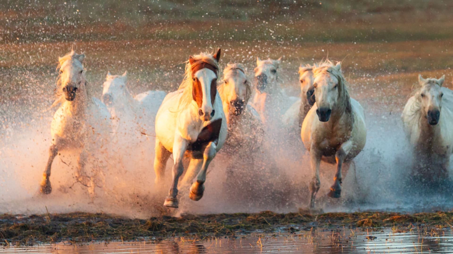 坝上秋色-马踏水花（1）