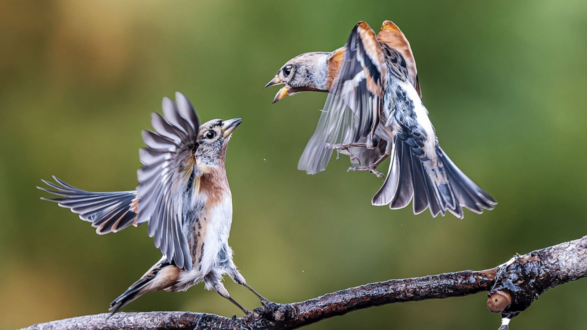 冬日里的小精灵（1)