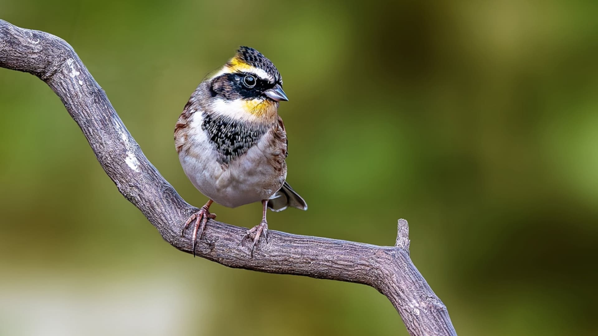 冬日里的小精灵（2)