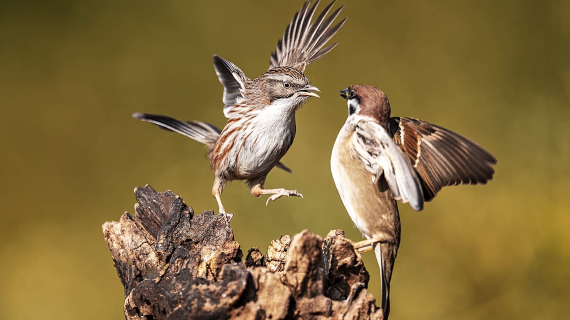 冬日里的小精灵（3)