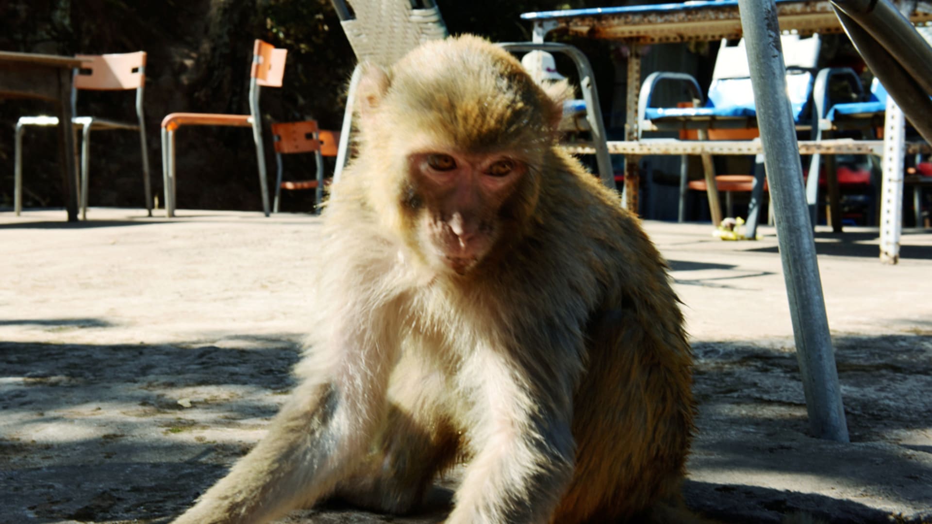 西昌泸山猴子（1）