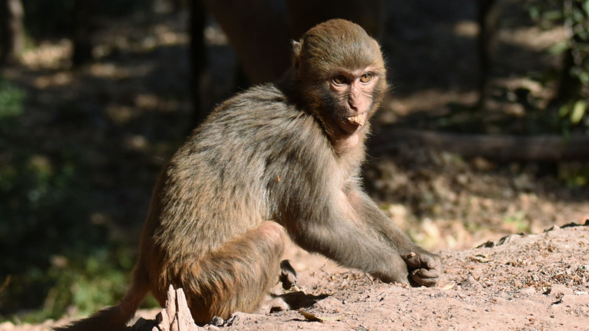 西昌泸山猴子（2）